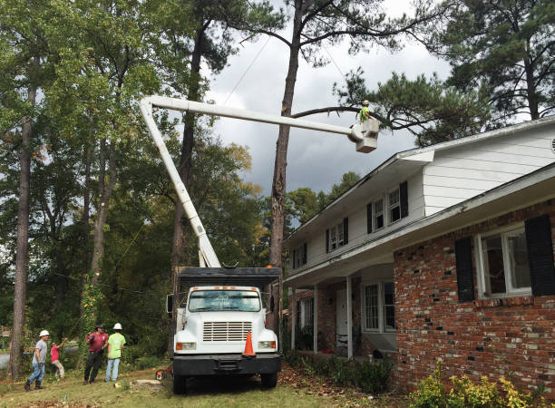 Best Fruit Tree Pruning  in Highlands, CA