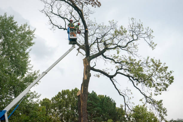 How Our Tree Care Process Works  in  Highlands, CA